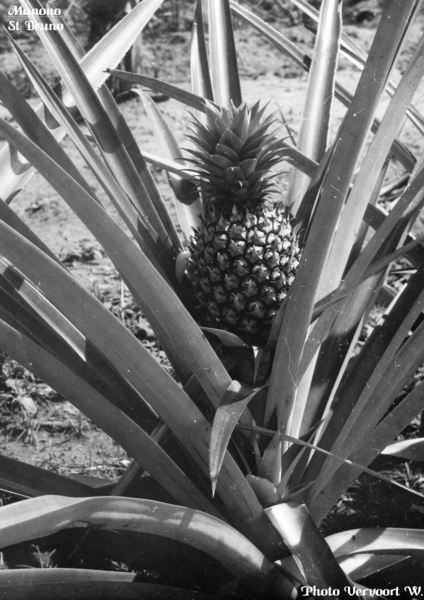 MANONO AU COUVENT COLLEGE fruit (ananas)