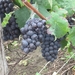 2008 DE KASTELEN VAN DE LOIRE 029