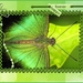 Buterfly