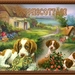 dagles14meipuppiescottaeq4