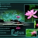lotus