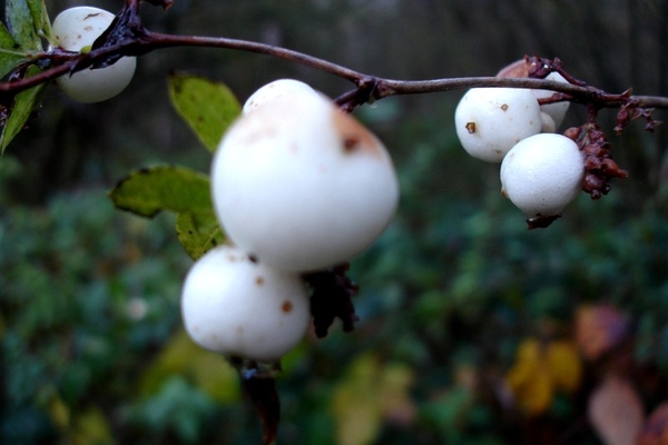 wandeling Denderleeuw