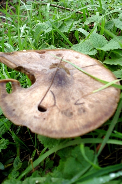 wandeling Denderleeuw