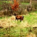2012_11_18 Denderleeuw 28