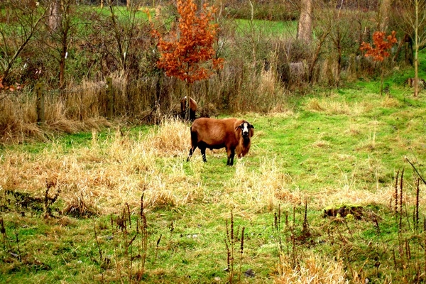 wandeling Denderleeuw