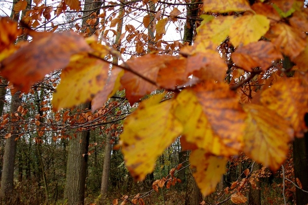 wandeling Denderleeuw