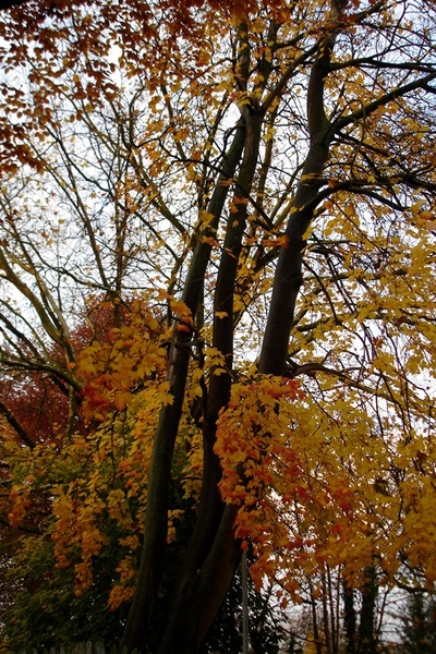 wandeling Denderleeuw