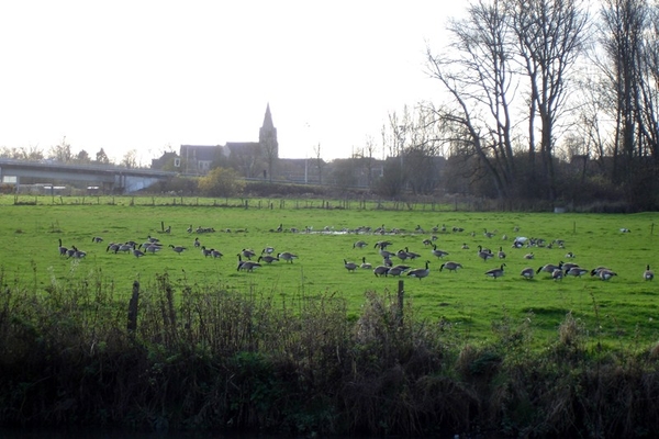 wandeling Denderleeuw