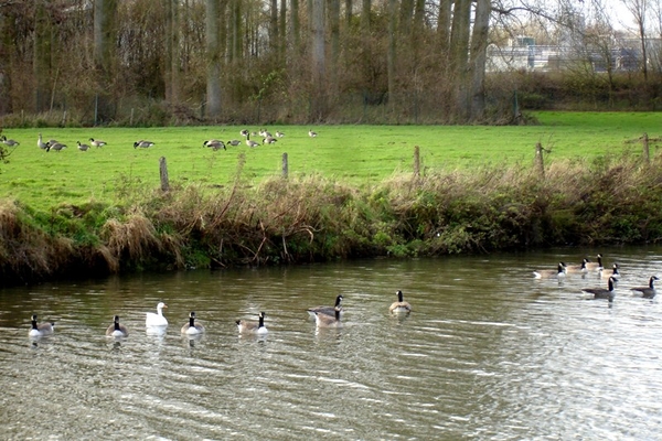 wandeling Denderleeuw