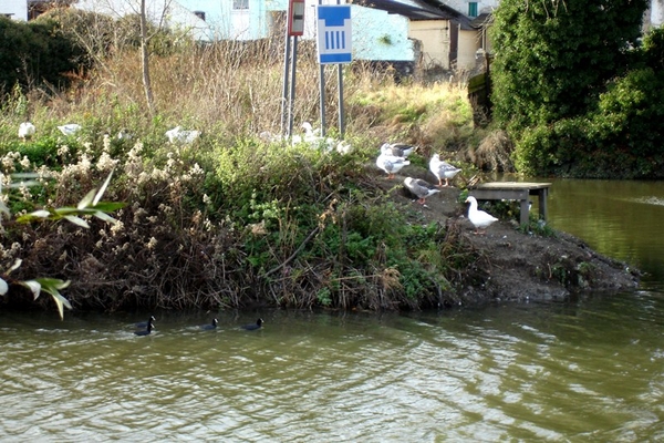 wandeling Denderleeuw