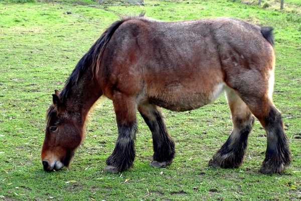2012_11_25 Denderleeuw 21