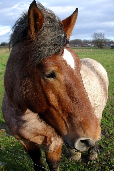 2012_11_25 Denderleeuw 22