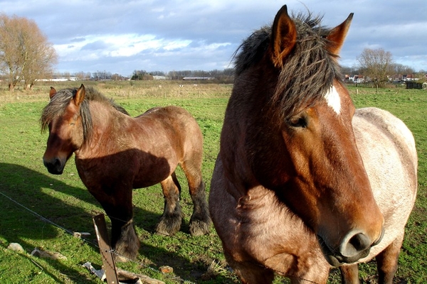 wandeling Denderleeuw