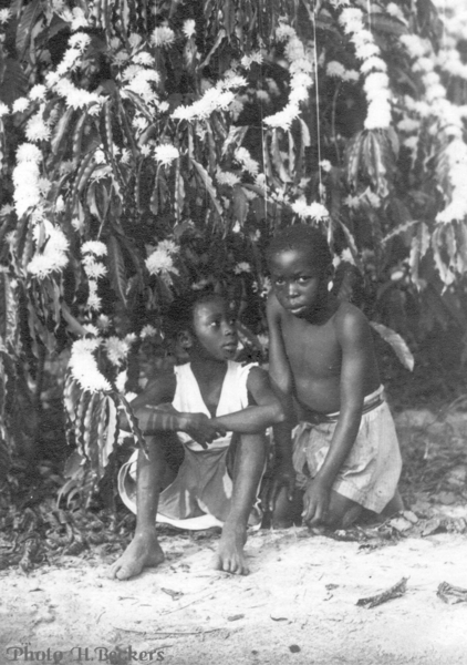 KINDU,  dans une plantation.