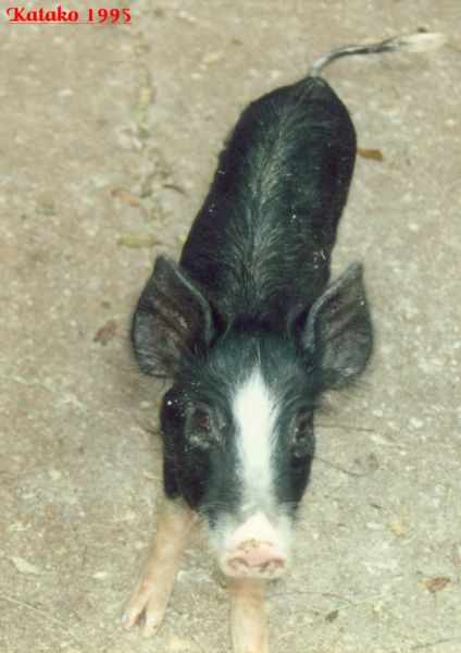 KATAKO 1995
