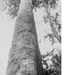 KINDU nature (arbre)