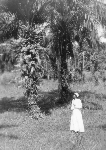 KINDU, palmiers