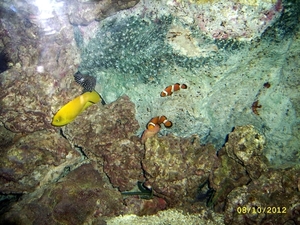 SSA53695-001