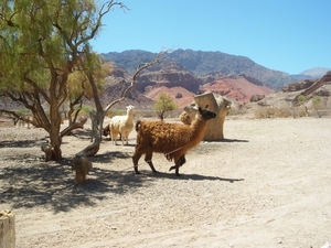 IMGP1994 Baan van Cafayate naar Salta op deze kleine hoeve hebben