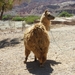 IMGP1995 Baan van Cafayate naar Salta. Een lieve lama