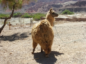 IMGP1995 Baan van Cafayate naar Salta. Een lieve lama