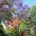 IMGP2026Cerro(heuvel) San Bernardo Salta met Jacaranda en Erythri