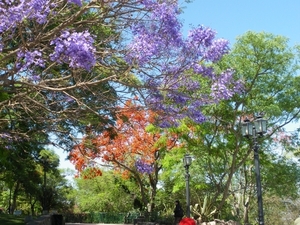 IMGP2026Cerro(heuvel) San Bernardo Salta met Jacaranda en Erythri