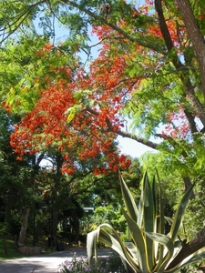 IMGP2028 Koraalboom of Erythrina