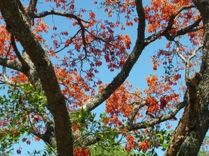 IMGP2029 Koraalboom of Erythrina