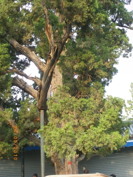 Beijing complex Tempel van de Hemel, keizerlijke ceder