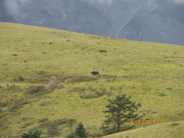 Lijiang-de Yakweide (2)