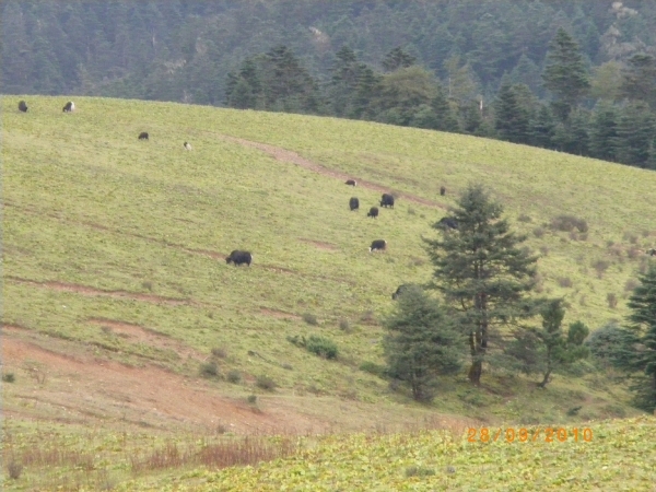 Lijiang-de Yakweide (4)