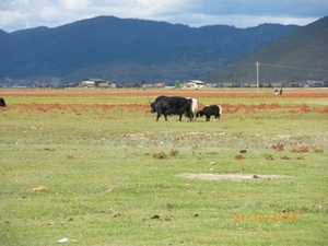Zhongdian, Shangri La, Tibetaans landschap met Yaks (2)