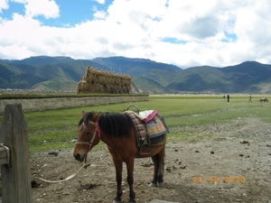 Zhongdian, Shangri La, Tibetaans landschap met Yaks en paarden