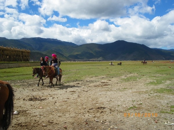 Zhongdian, Shangri La, Tibetaans landschap met Yaks en paarden (2