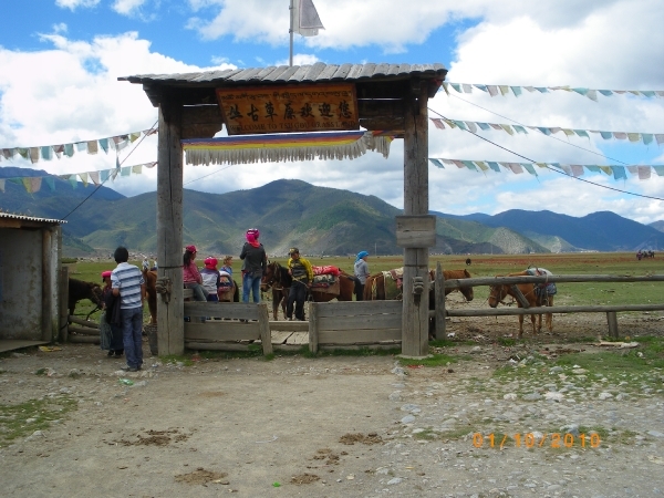 Zhongdian, Shangri La, Tibetaans landschap met Yaks en paarden (3