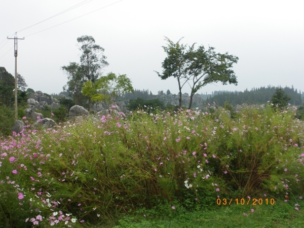 Kunming-'stone forest' (8)