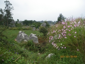 Kunming-'stone forest' (9)
