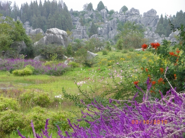 Kunming-'stone forest' (13)