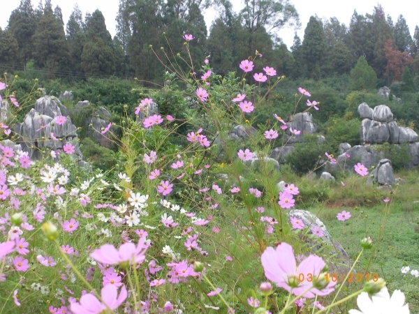 Kunming-'stone forest' (15)