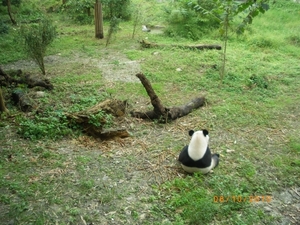 Chengdu-Pandareservaat (2)