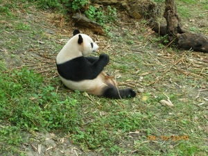 Chengdu-Pandareservaat (3)