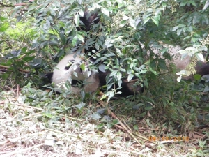 Chengdu-Pandareservaat (4)