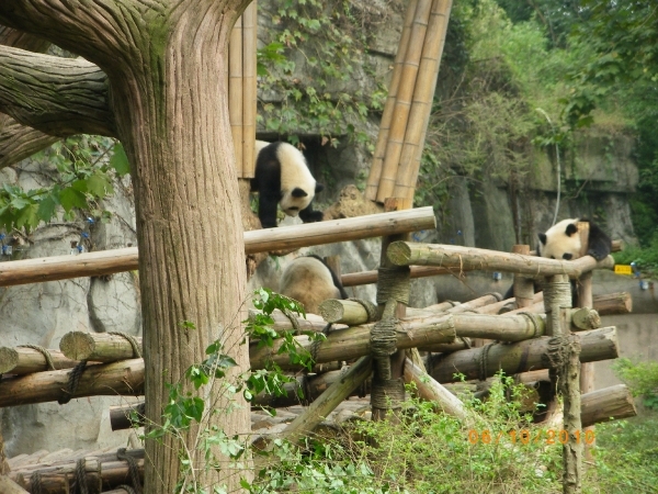 Chengdu-Pandareservaat (5)