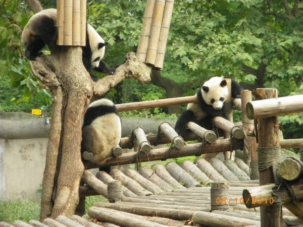Chengdu-Pandareservaat (6)