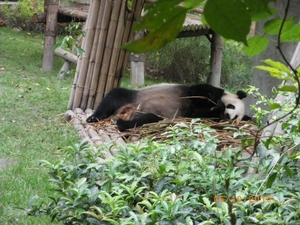 Chengdu-Pandareservaat (7)