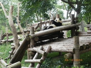 Chengdu-Pandareservaat (8)