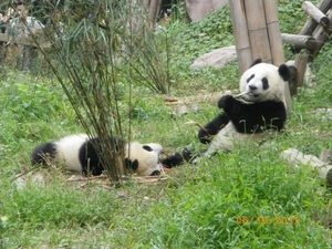 Chengdu-Pandareservaat (9)
