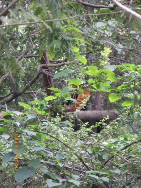 Chengdu-Pandareservaat (10)