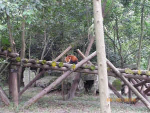 Chengdu-Rode panda
